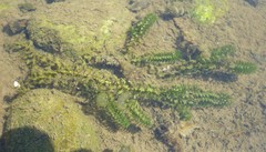 Elodea canadensis