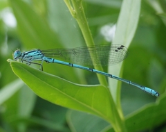 Coenagrion puella