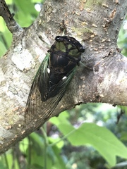 Neotibicen tibicen tibicen