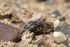Colletes validus