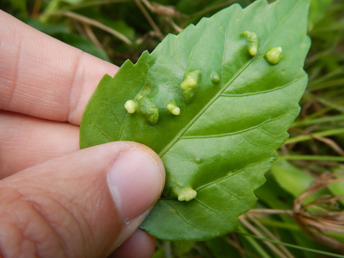 Hibiscus Erineum Mite