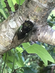 Neotibicen tibicen tibicen