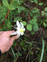 Aquilegia coerulea