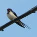 Swallows and Martins - Photo (c) anonymous, some rights reserved (CC BY-SA)