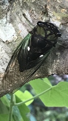Neotibicen tibicen tibicen