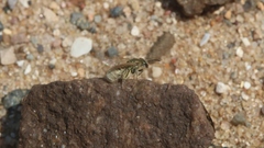 Lasioglossum pilosum