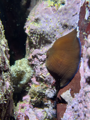 Actinia striata