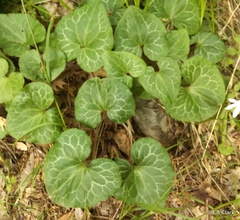 Asarum hartwegii