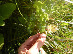 Metrosideros collina