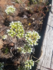 Chorizanthe stellulata
