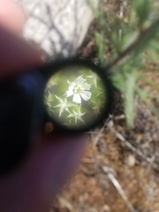 Chorizanthe stellulata