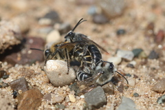 Colletes validus