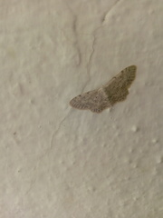 Idaea incisaria