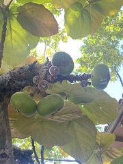 Ficus auriculata