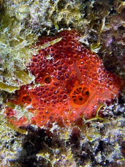 Phorbas fictitius