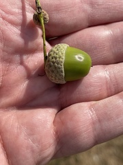 Quercus robur