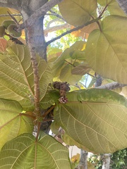 Ficus auriculata