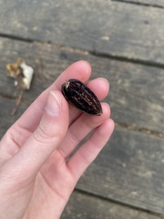 Nyssa aquatica