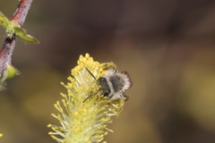 Andrena frigida
