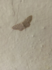 Idaea incisaria