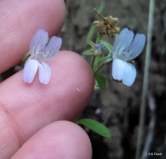 Collinsia childii