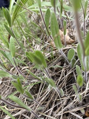 Symphyotrichum sericeum