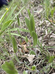 Symphyotrichum sericeum