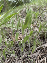 Symphyotrichum sericeum