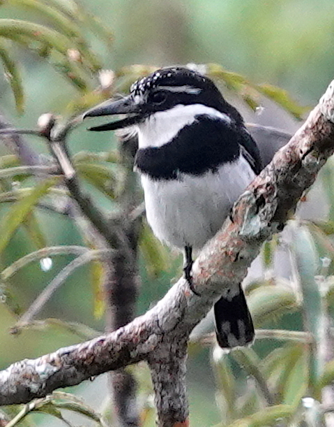 Greater Pied Puffbird