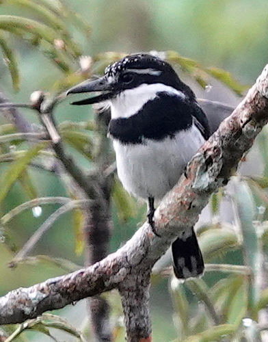 Greater Pied Puffbird