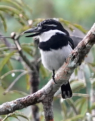 Notharchus tectus picatus