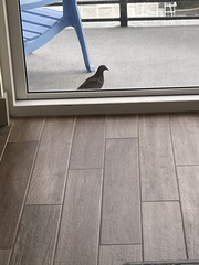 Columba livia domestica