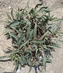 Oenothera harringtonii