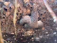 Evasterias troschelii