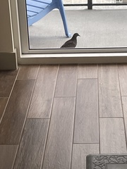 Columba livia domestica