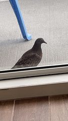 Columba livia domestica