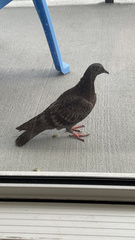 Columba livia domestica