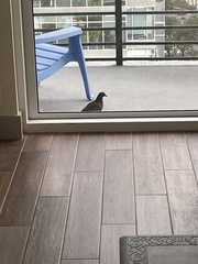 Columba livia domestica