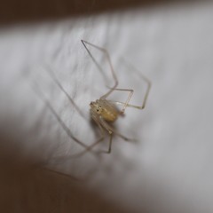 Spermophora senoculata