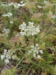 Daucus muricatus