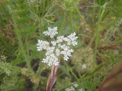Daucus muricatus