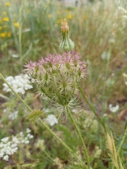 Daucus muricatus
