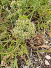 Daucus muricatus