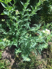 Polemonium foliosissimum