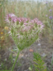 Daucus muricatus