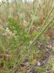 Daucus muricatus
