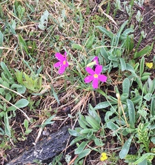 Primula angustifolia