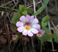 Erythranthe inconspicua