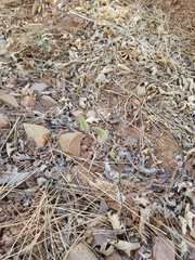 Calochortus invenustus