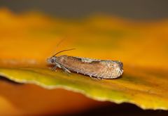 Epinotia brunnichana